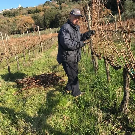 Wine Le Sedici * Massa Marittima