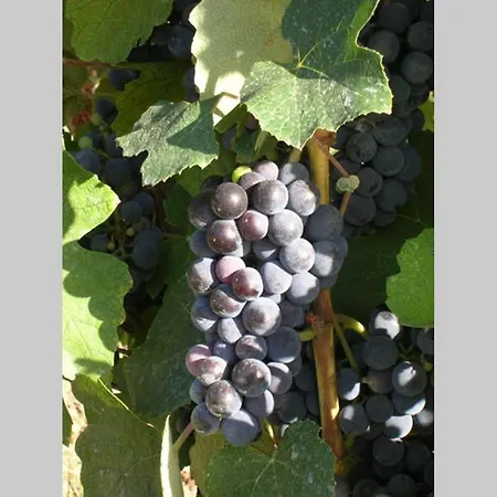Wine Le Sedici *