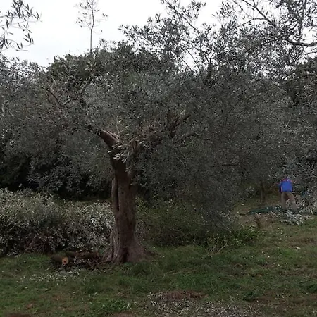 Wine Le Sedici Massa Marittima