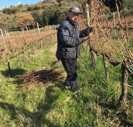 Wine Le Sedici * 마사마리티마