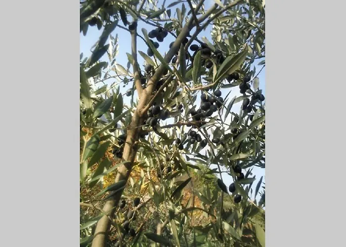 아파트 Wine Le Sedici