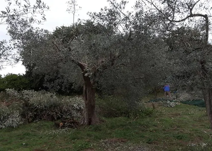 Wine Le Sedici 마사마리티마